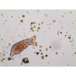 Delta Optical BioLight 300 microscope Education Delta Optical