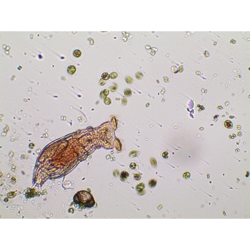 Delta Optical BioLight 300 microscope | Ginklas